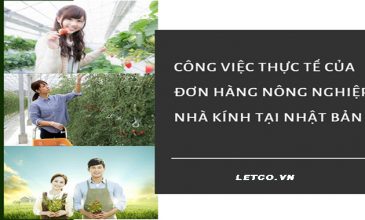 Công việc thực tế của đơn hàng nông nghiệp nhà kính tại Nhật Bản